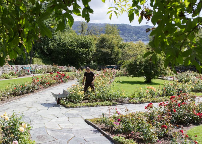 Planer og nyanskaffelser i rosariet på Milde