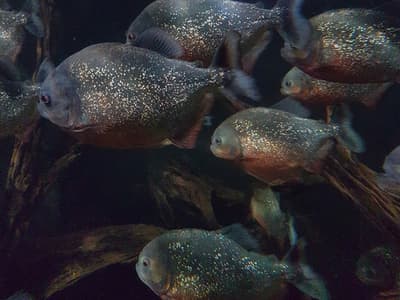 Vinterferierogram: Fôring av piraja i Labyrinten