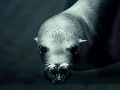 Sjøløvetrening i hoveddammen