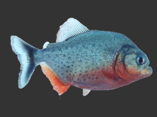 Fôring av piraja i Labyrinten