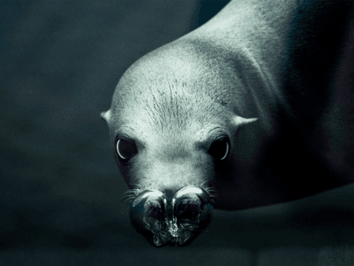 Sjøløvetrening i hoveddammen