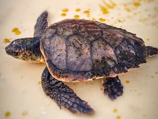 Vinterferieprogram: Bli kjent med havskilpadden